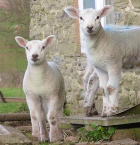 Cute little lambs by Lyn Alderson