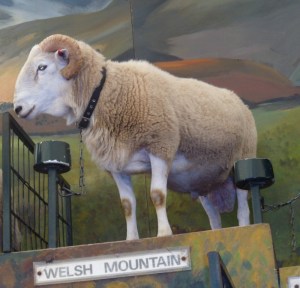 Welsh mountainsheepRESIZED