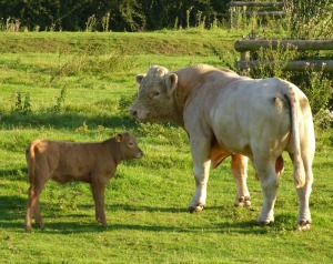 Charolais stock bull and calf