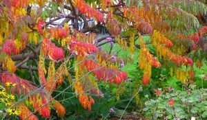  I'm enjoying autumn's rich palette and getting my bed socks out ready for winter