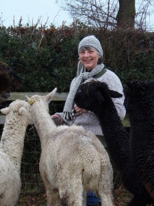 Jane Potts with her alpacas