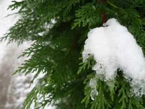 Shropshire copywriter loves snowscapes